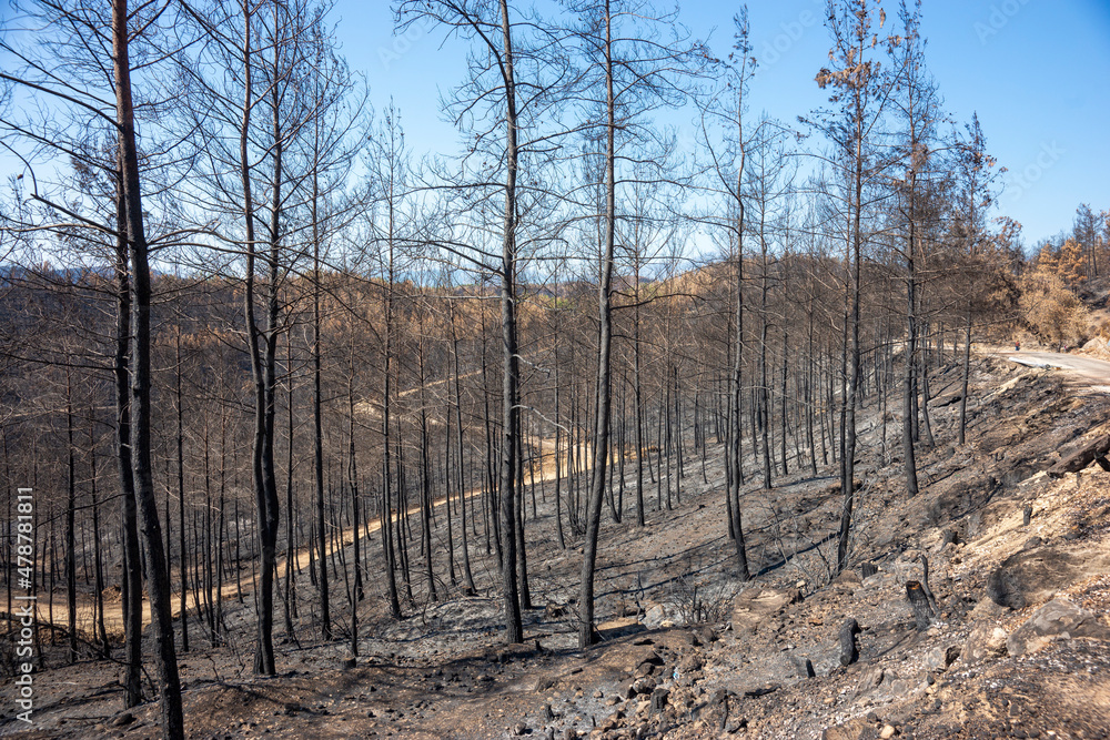 Burnt trees in the Mediterranean region. environmental disaster. Alanya Antalya Turkey.