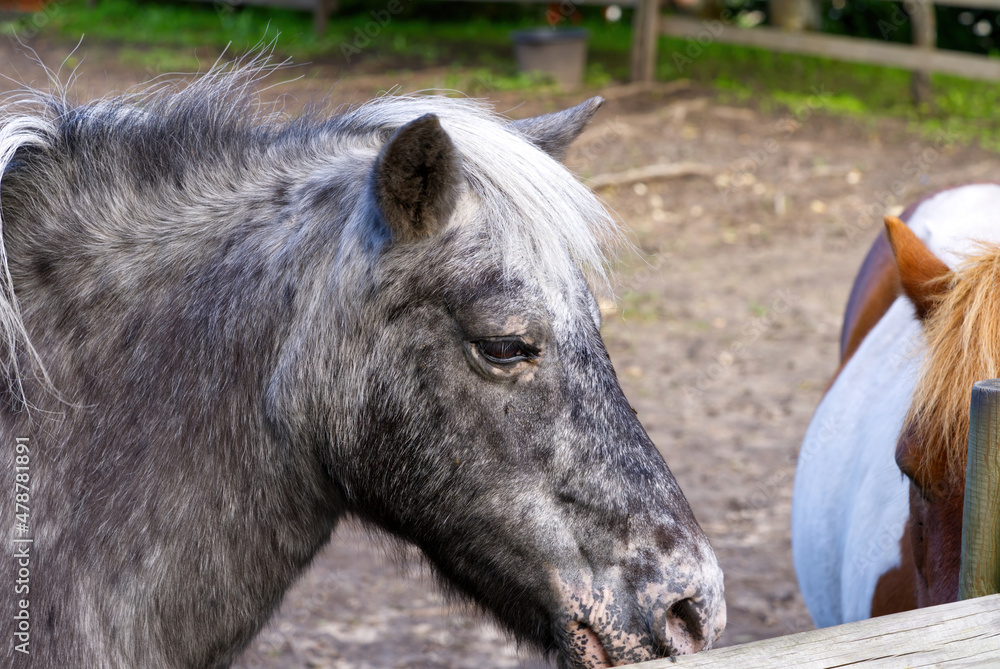 dark grey horse close-up. Estonia, Lagedi stable closeup picture