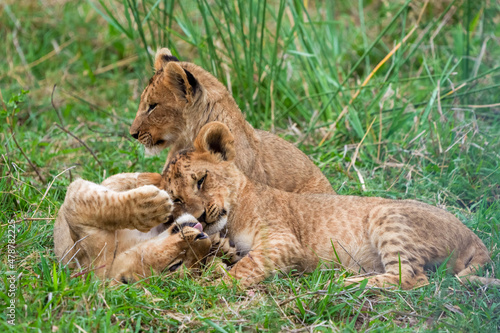 Lion (Panthera leo) cubs playing. Mpumalanga. South Africa.