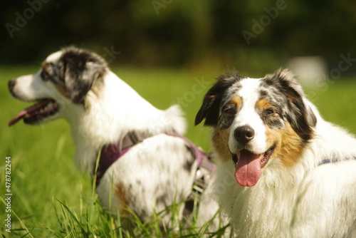 Hunde im Park