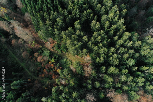 Luftaufnahme eines Waldes