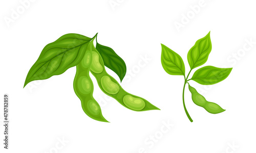 Soy Grain Legume or Pulse Crop with Green Pod and Beans Vector Set photo