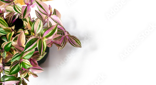 Image of tradescantia tricolor pink plant with copy space. White background image with pink houseplant. photo