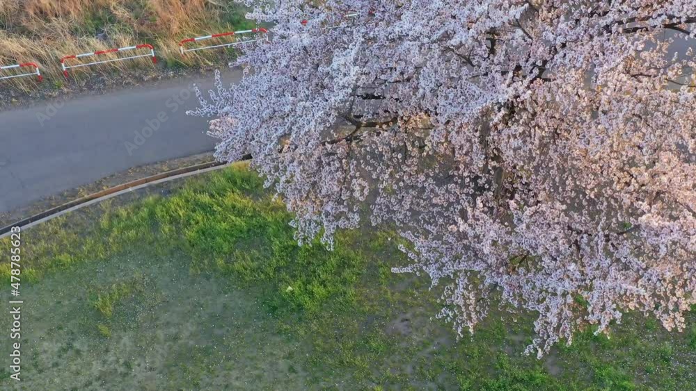 桜・ドローン・空撮 桜・ドローン・空撮