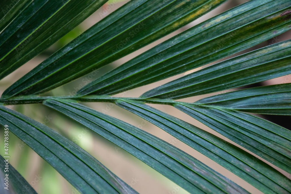 Closeup image of palm structure leaf. Selective focus blurred in the front. Closeup image of palm structure leaf. Selective focus blurred in the front.