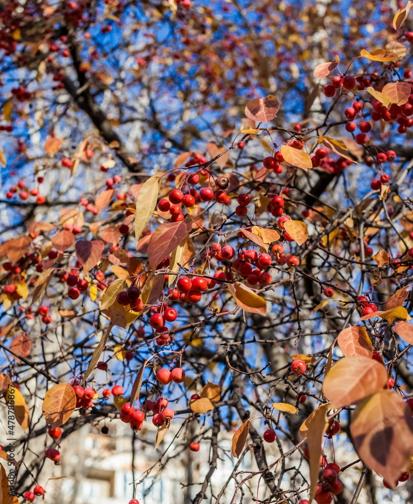 The fruits of a wild apple tree in close-up against the background of yellow leaves and blue sky in autumn