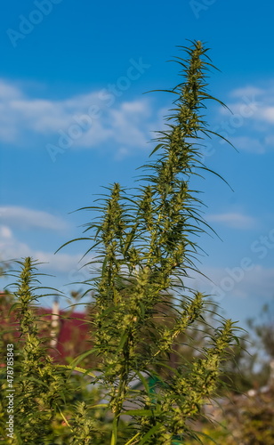 The top of the Cannabis plant with a close-up against a blue sky with white clouds in summer