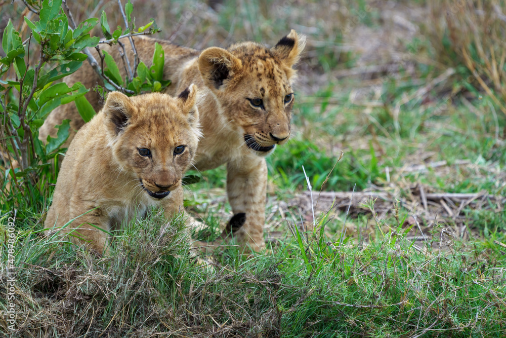 Lion (Panthera leo) cubs. Mpumalanga. South Africa. Lion (Panthera leo) cubs. Mpumalanga. South Africa.