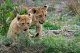 Lion (Panthera leo) cubs. Mpumalanga. South Africa.