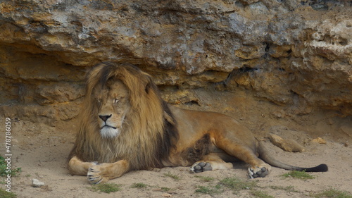 Berberian lion (Panthera leo leo) photo