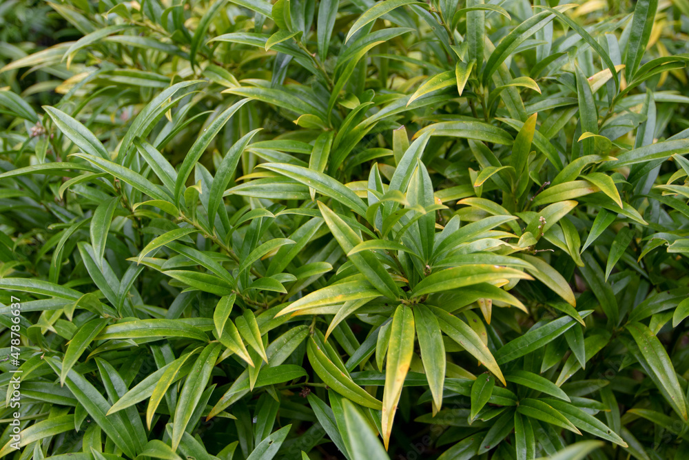 Sweet box or Sarcococca saligna plant in the family Buxaceae