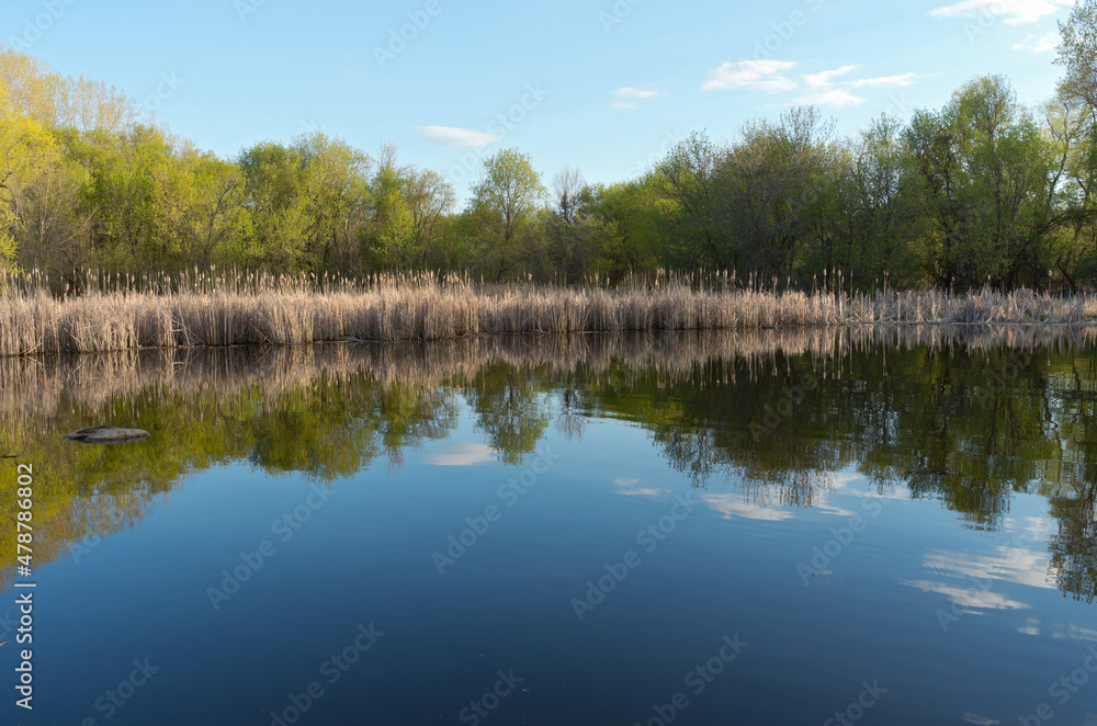 tree-lined pond and reedy marsh in spring