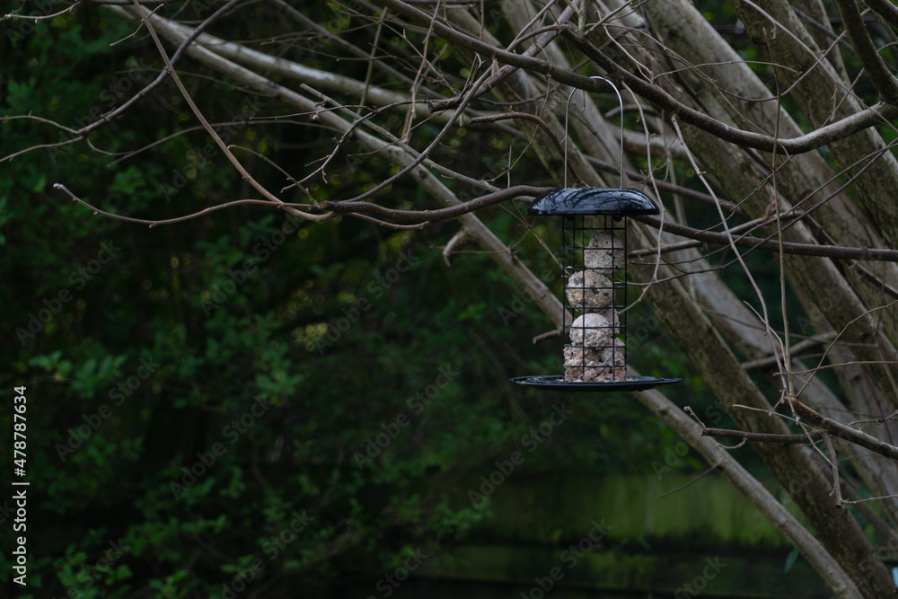Ταπετσαρία A bird feeder filled with suet fat balls hanging from a tree branch in garden