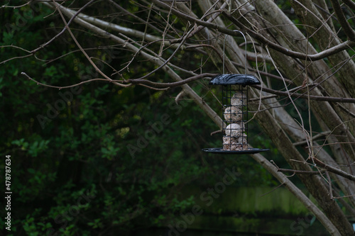 A bird feeder filled with suet fat balls hanging from a tree branch in garden.