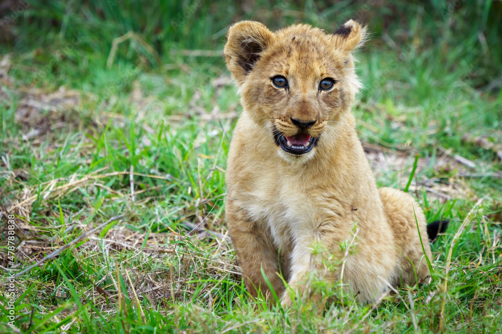 Fototapeta premium Lion (Panthera leo) cub. Mpumalanga. South Africa.