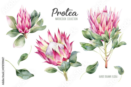 Сollection pink protea flower. Bright exotic and tropical plants isolated on white background. Botanical illustration of summer flora.