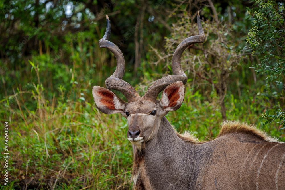 Greater kudu or kodoo (Tragelaphus strepsiceros) male. Mpumalanga. South Africa. Greater kudu or kodoo (Tragelaphus strepsiceros) male. Mpumalanga. South Africa.