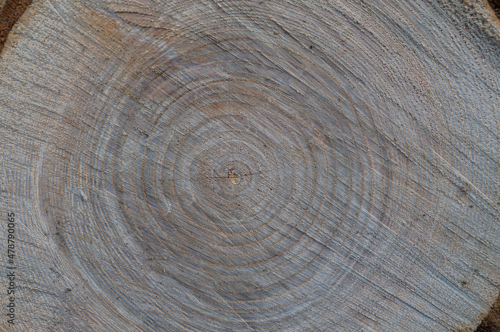 Naklejka premium Fresh wood log texture background. European ash, Fraxinus excelsior