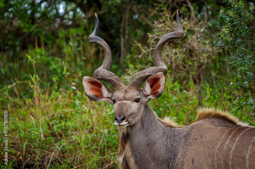 Greater kudu or kodoo (Tragelaphus strepsiceros) male. Mpumalanga. South Africa.