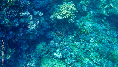 Corals and Surgeon Fish in the Red Sea. Egypt