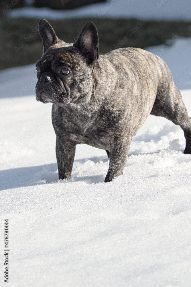 französische bulldogge im Schnee