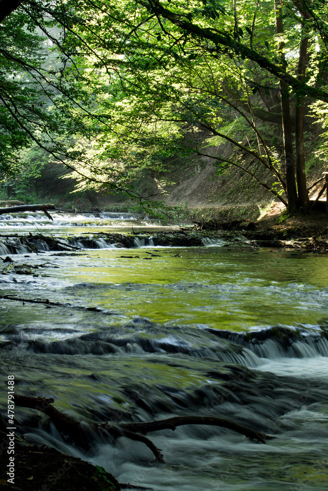 Obraz premium Stream flowing through forested landscape.