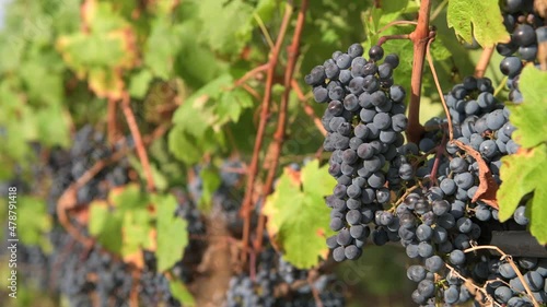 Wallpaper Mural 4K Close up detail view some red grapes fruits in a vineyard during an autumn day. Wine industry. Torontodigital.ca