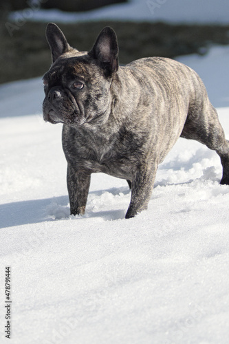 französische bulldogge im Schnee © eugensalzmann