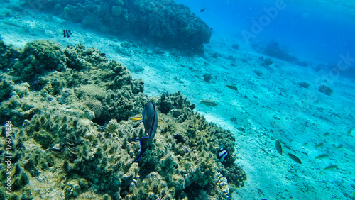 Corals and Surgeon Fish in the Red Sea. Egypt