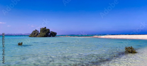 Mangrove trees in Wadi el Gemal National Park. Blue sky and Red sea in the distance. White sand and clear water. Egypt