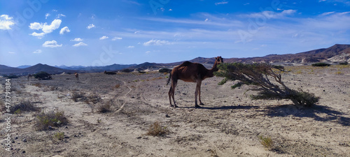   Wild camel eating tree in Wadi el Gemal National Park. Desert and blue sky. Egypt 