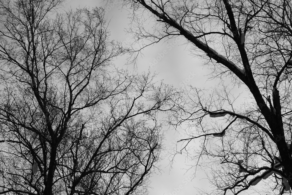 branch of tree silhouette on white background. black and white photo. branch of tree silhouette on white background. black and white photo.