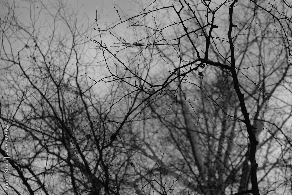 branch of tree silhouette on white background. black and white photo. branch of tree silhouette on white background. black and white photo.