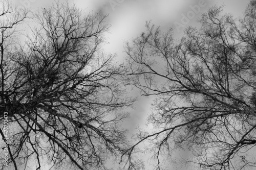 branch of tree silhouette on white background. black and white photo.