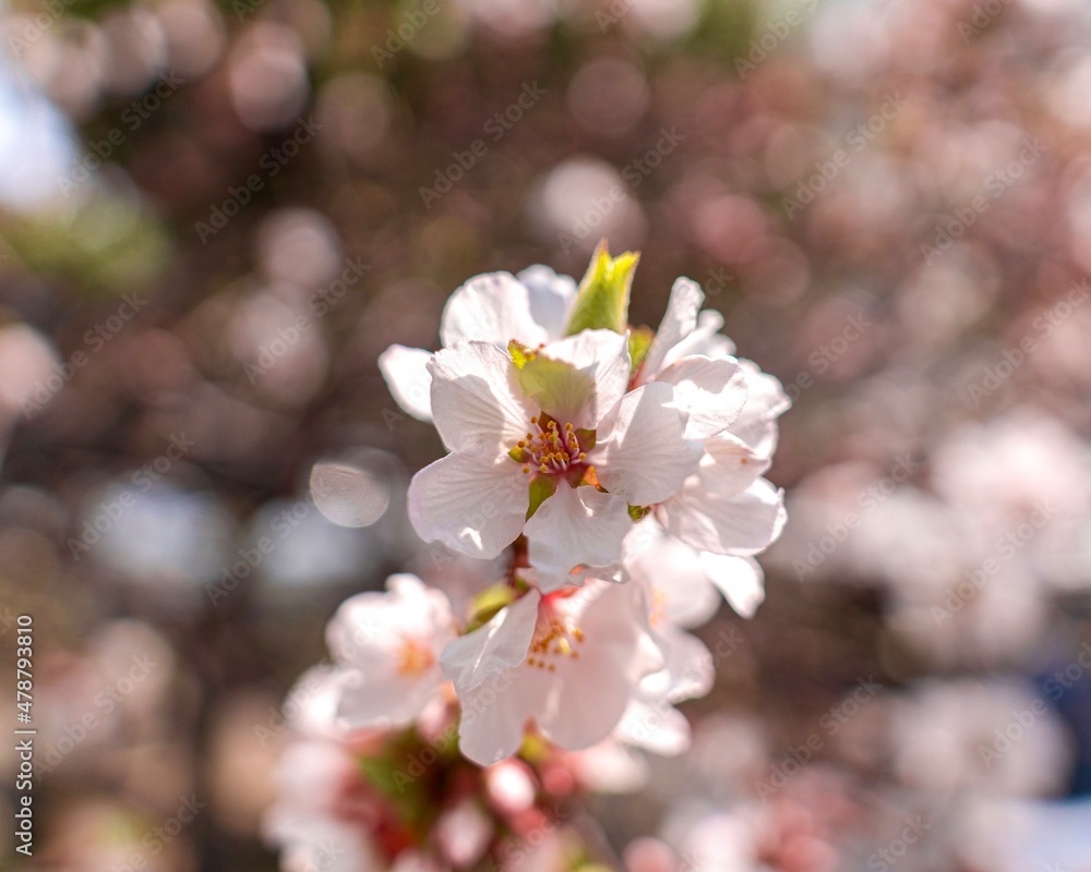 Obraz premium 벚꽃