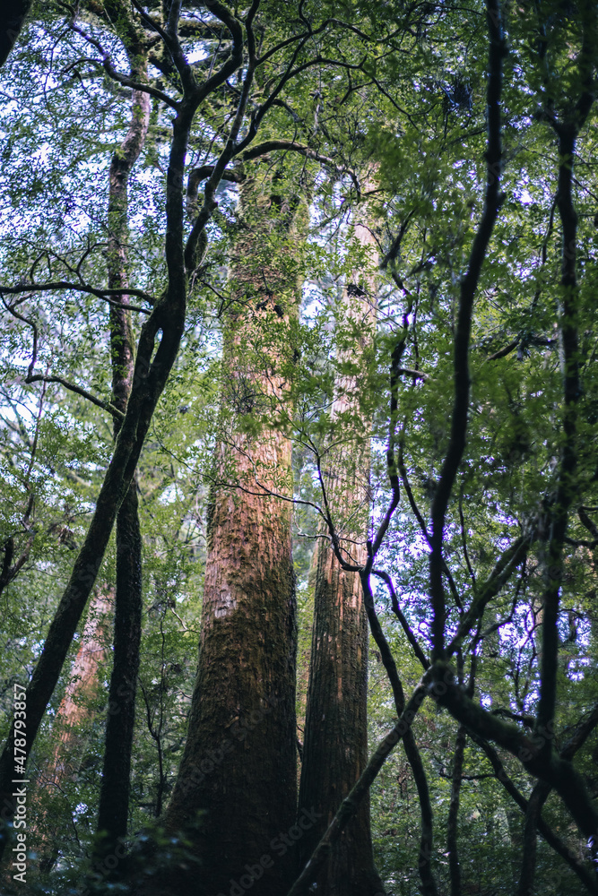 Fototapeta premium Winter Yaskuhima forest in Kyusyu Japan(World Heritage in Japan)
