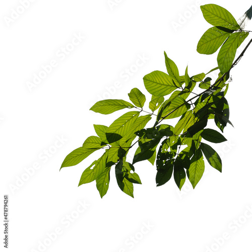 Green tree branch isolated on white background