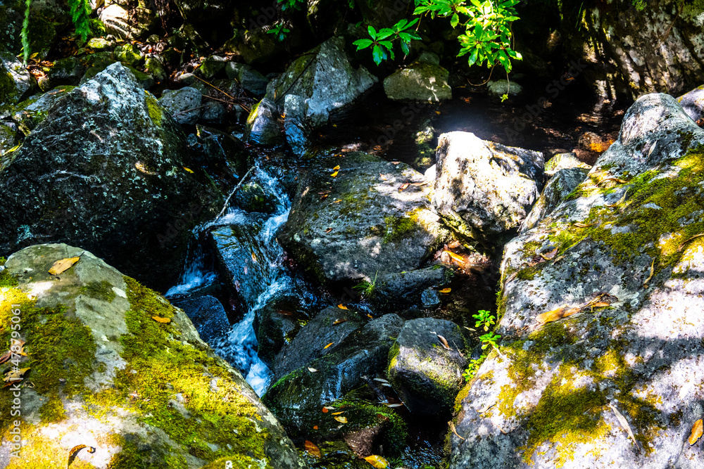 Madeira - Levada dos Cedros Madeira - Levada dos Cedros
