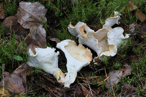 Sheep Polypore, also calledForest Lamb Mushroom, wild edible fungus from Finland, scientific name Albatrellus ovinus photo