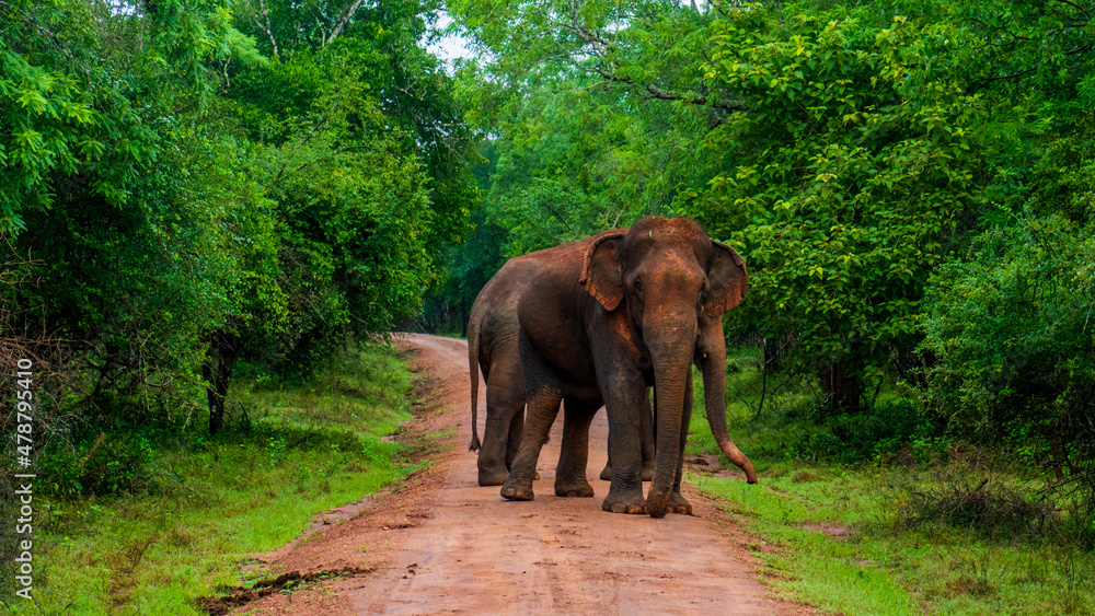 Elephant close up. Big  elephant walking  through the forest. Standing elephant full length close up. Old Asian elephant