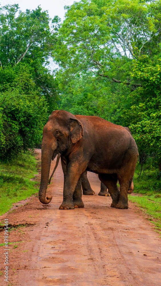 Elephant close up. Big  elephant walking  through the forest. Standing elephant full length close up. Old Asian elephant