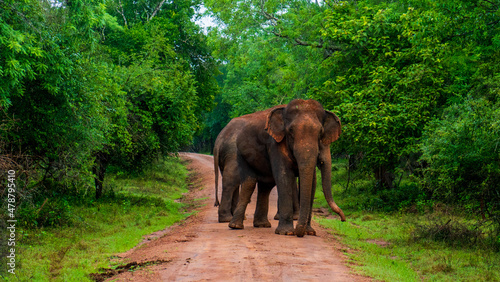 Elephant close up. Big elephant walking through the forest. Standing elephant full length close up. Old Asian elephant