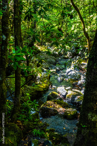 Madeira - Levada dos Cedros