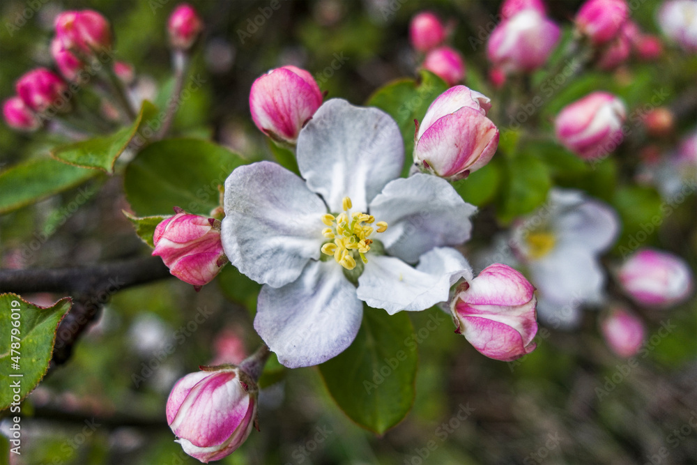 Obraz premium Blossom or flower of Malus sylvestris, the European crab apple