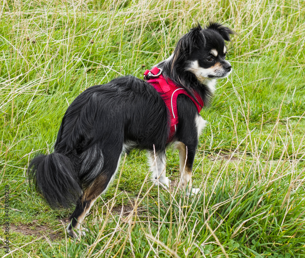 Chihuahua puppy standing in a field wearing a red harness Chihuahua puppy standing in a field wearing a red harness