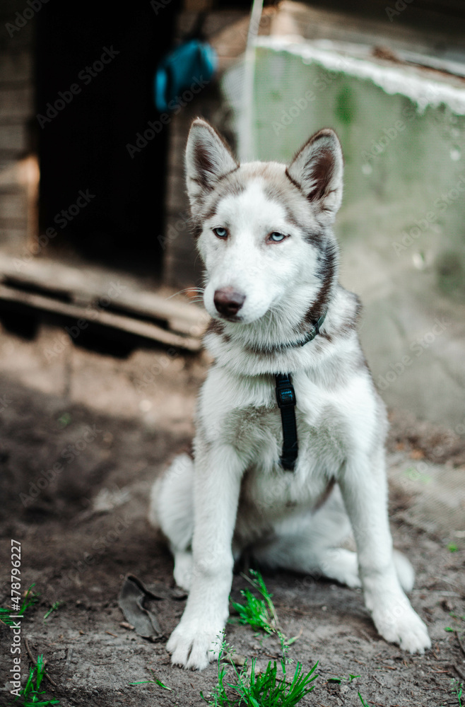 Siberian Hasky sitting on the floor,in the background are grass
