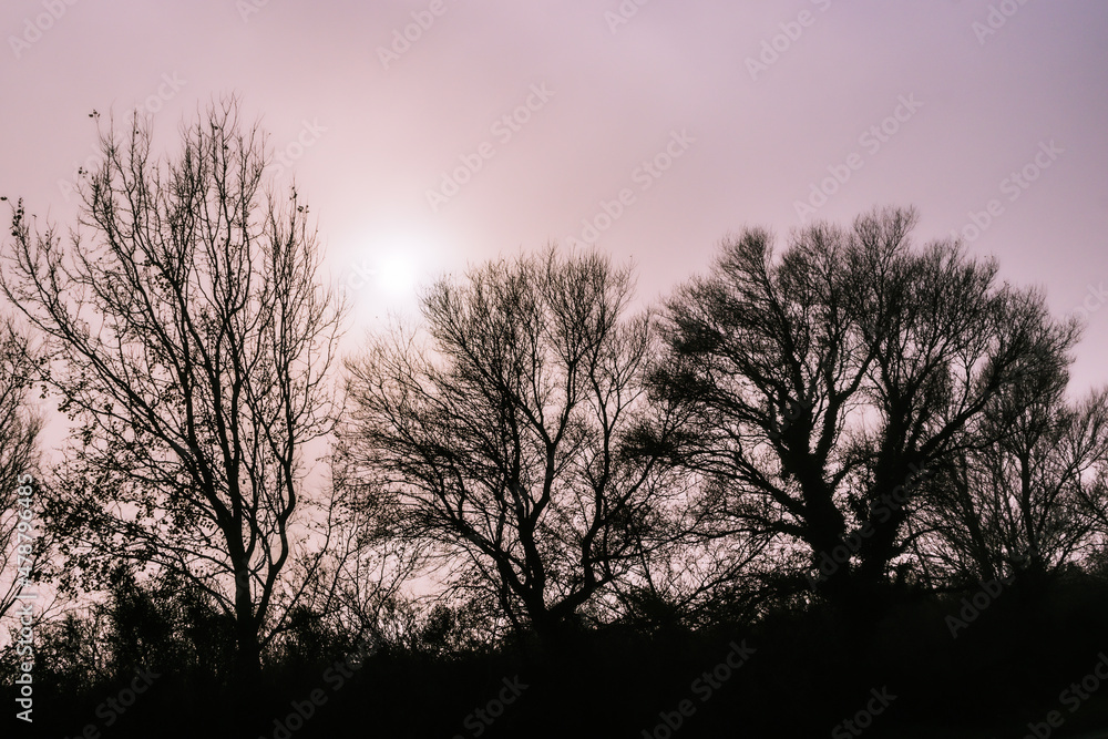 silhouette of trees against the light, in the fog silhouette of trees against the light, in the fog