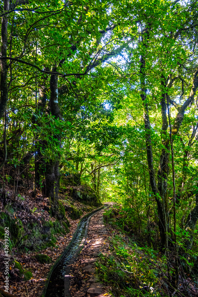 Fototapeta premium Madeira - Levada dos Cedros