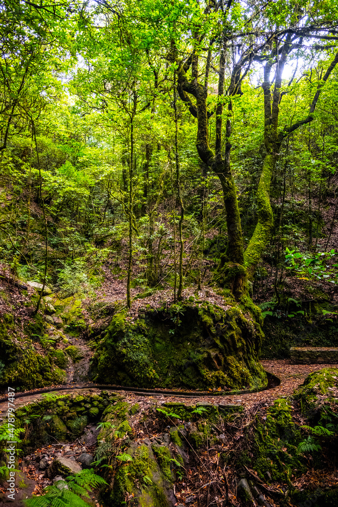 Madeira - Levada dos Cedros Madeira - Levada dos Cedros