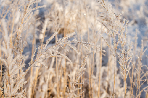 Winter landscape with blades of grass covered with frost. Frosty nature background